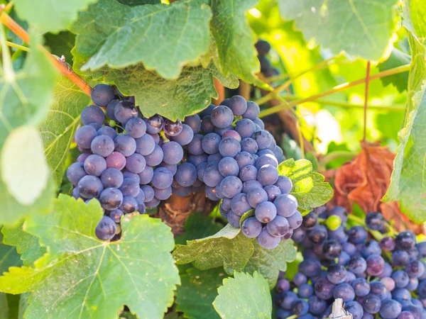 Bossen Van Rode Druiven Groeien Setubal Portugal — Stockfoto