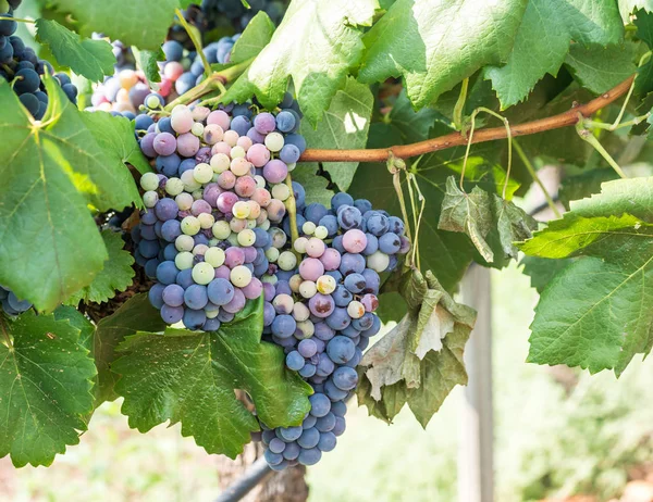 Racimos Uvas Rojas Que Crecen Setúbal Portugal — Foto de Stock