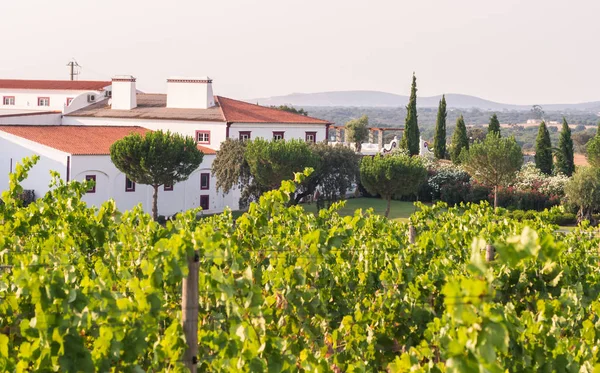 Estremoz Portugal Agosto 2018 Herdade Das Servas Adega Perto Estremoz — Fotografia de Stock