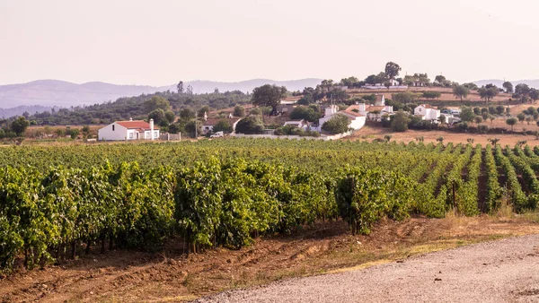 Paisagem Com Vinhas Torno Estremoz Distrito Évora Portugal — Fotografia de Stock