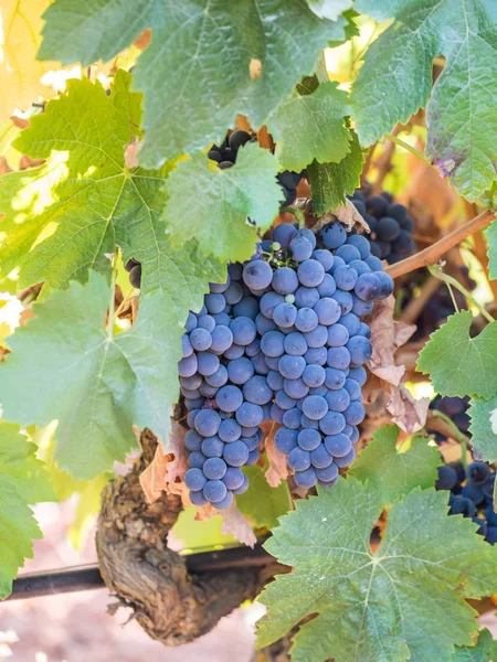 Racimos Uvas Rojas Que Crecen Setúbal Portugal — Foto de Stock