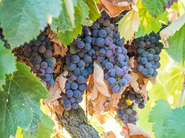 Гірлянди Червоного Винограду Росте Setubal Португалія — стокове фото