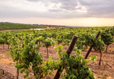 gün batımında gökyüzünde Alentejo bölgesi, Portekiz karşı bağ