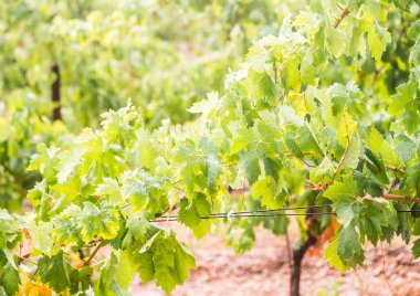 Alentejo bölgesi, Portekiz bağ büyüyen beyaz üzüm.