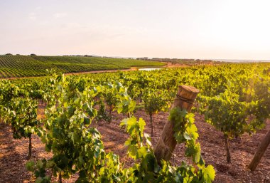 gün batımında gökyüzünde Alentejo bölgesi, Portekiz karşı bağ