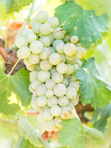 Uvas Blancas Que Crecen Viñedos Región Del Alentejo Portugal — Foto de Stock