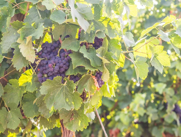 Зменшеному Вигляді Червоного Винограду Росте Setubal Вин Португалії — стокове фото