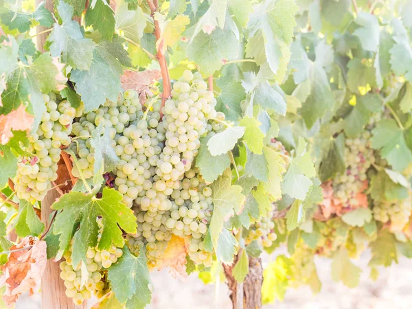 Uvas Blancas Que Crecen Viñedos Región Del Alentejo Portugal — Foto de Stock