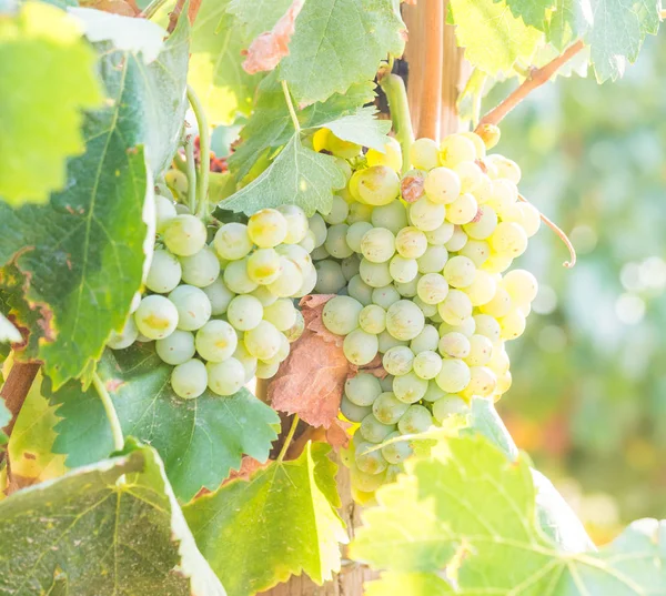 Uvas Blancas Que Crecen Viñedos Región Del Alentejo Portugal —  Fotos de Stock