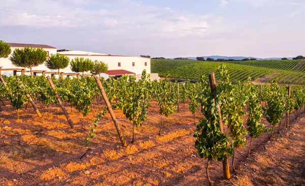 Estremoz Portugalia Sierpień 2018 Winnica Przeciwko Niebo Zachodzie Słońca — Zdjęcie stockowe