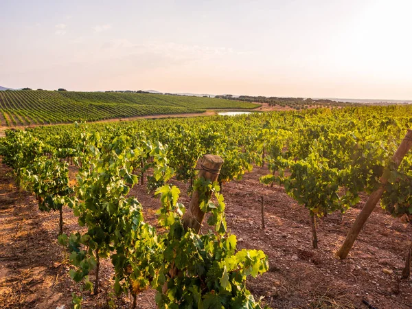 Winnica Przeciwko Niebo Zachodzie Słońca Regionie Alentejo Portugalia — Zdjęcie stockowe