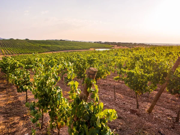 Vingården Mot Himlen Vid Solnedgången Alentejo Regionen Portugal — Stockfoto