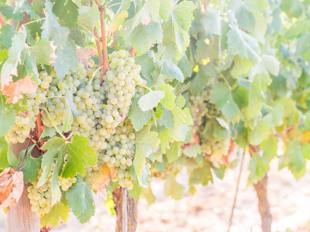 White grapes growing in vineyard in Alentejo region, Portugal.