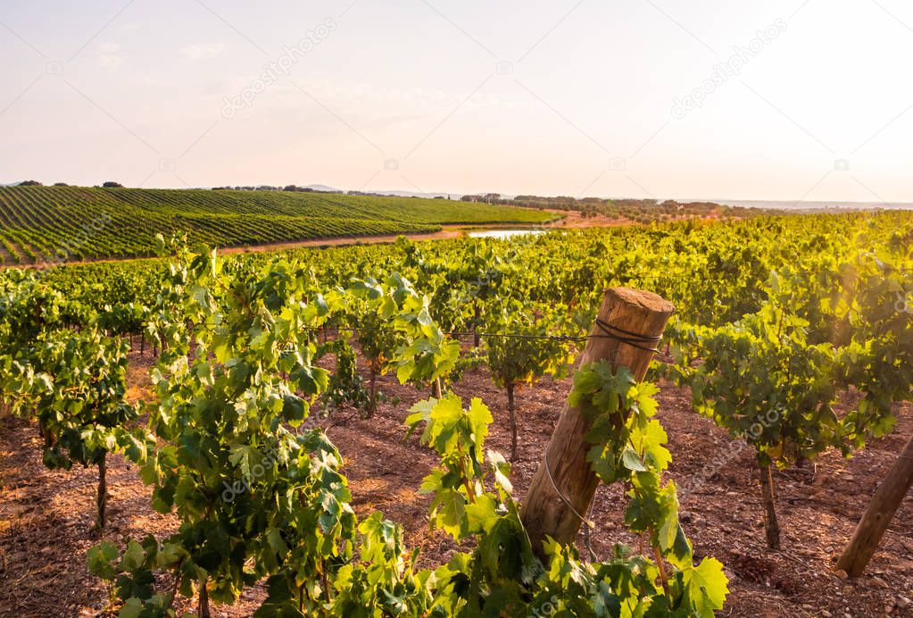 vineyard against sky at sunset in Alentejo region, Portugal