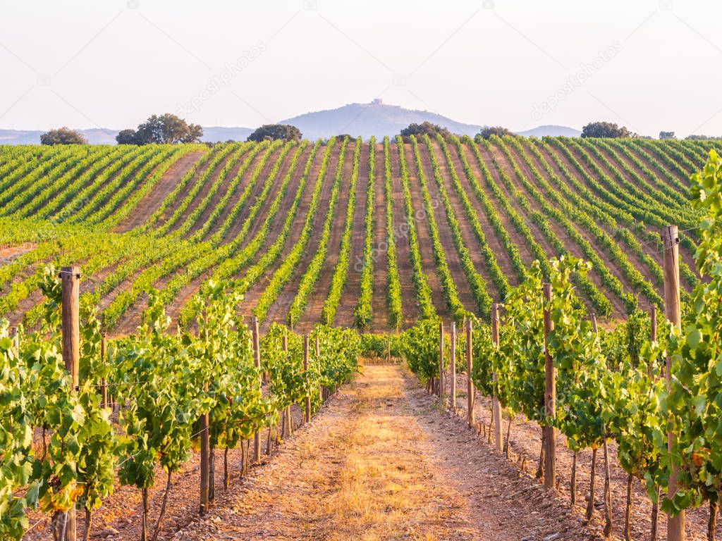 vineyard against sky at sunset in Alentejo region, Portugal