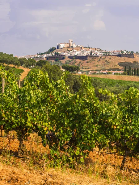 在背景下的葡萄树在领域与白色城市 Estremoz 的城市风景 阿连特霍地区 葡萄牙 — 图库照片