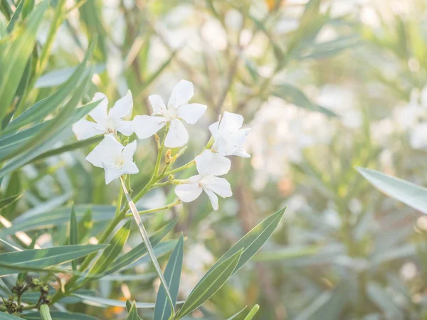 Decorative plant with green leaves against setting sun in Portugal