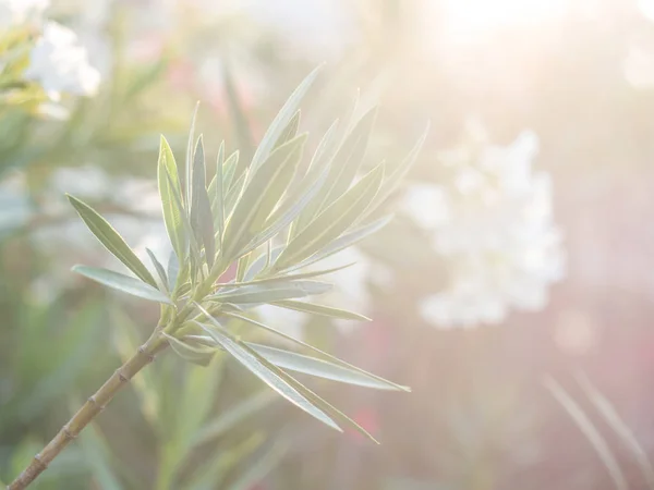 Decorative plant with green leaves against setting sun in Portugal