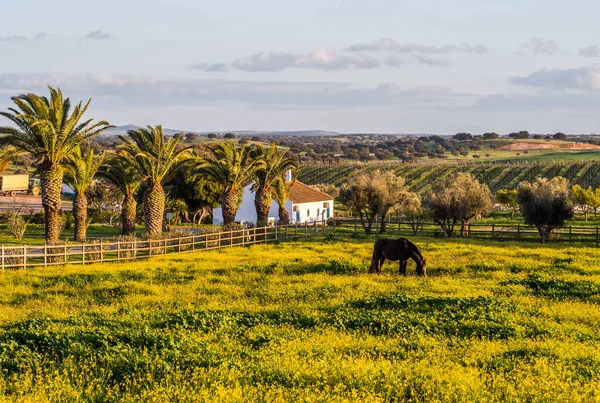 Τοπίο Στην Οινοπαραγωγική Περιοχή Alentejo Της Πορτογαλίας Στο Ηλιοβασίλεμα — Φωτογραφία Αρχείου