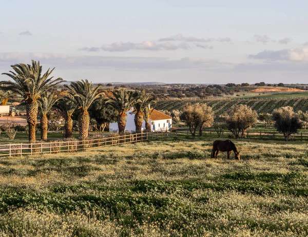 Landschap Wijn Regio Alentejo Bij Zonsondergang Portugal — Stockfoto