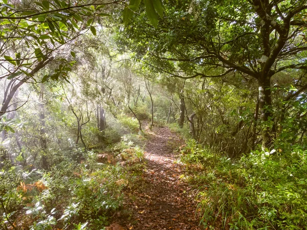 Scenic View Path Forest Madeira Island Portugal — Stock Photo, Image
