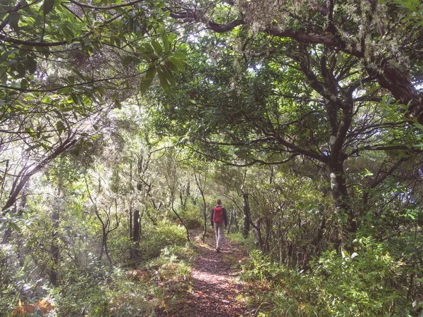 Junger Mann Geht Auf Pfad Wald Auf Der Insel Madeira Stockbild