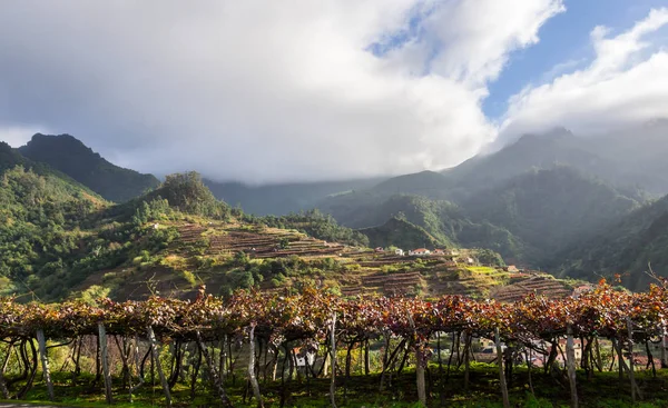 Scenic View Houses Madeira Island Portugal — 图库照片