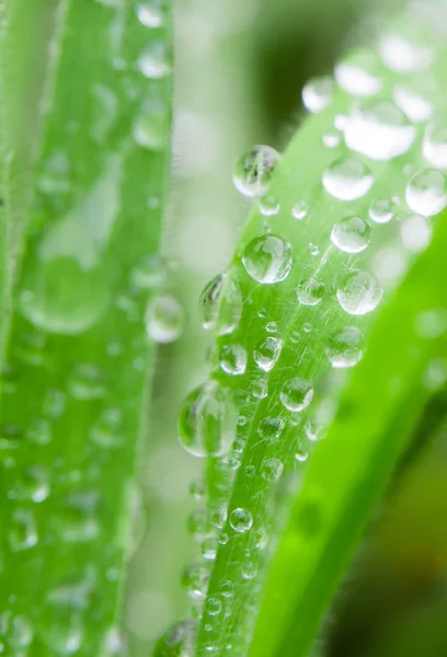 Raindrops Grass Blades Rain Forest — Stock Photo, Image