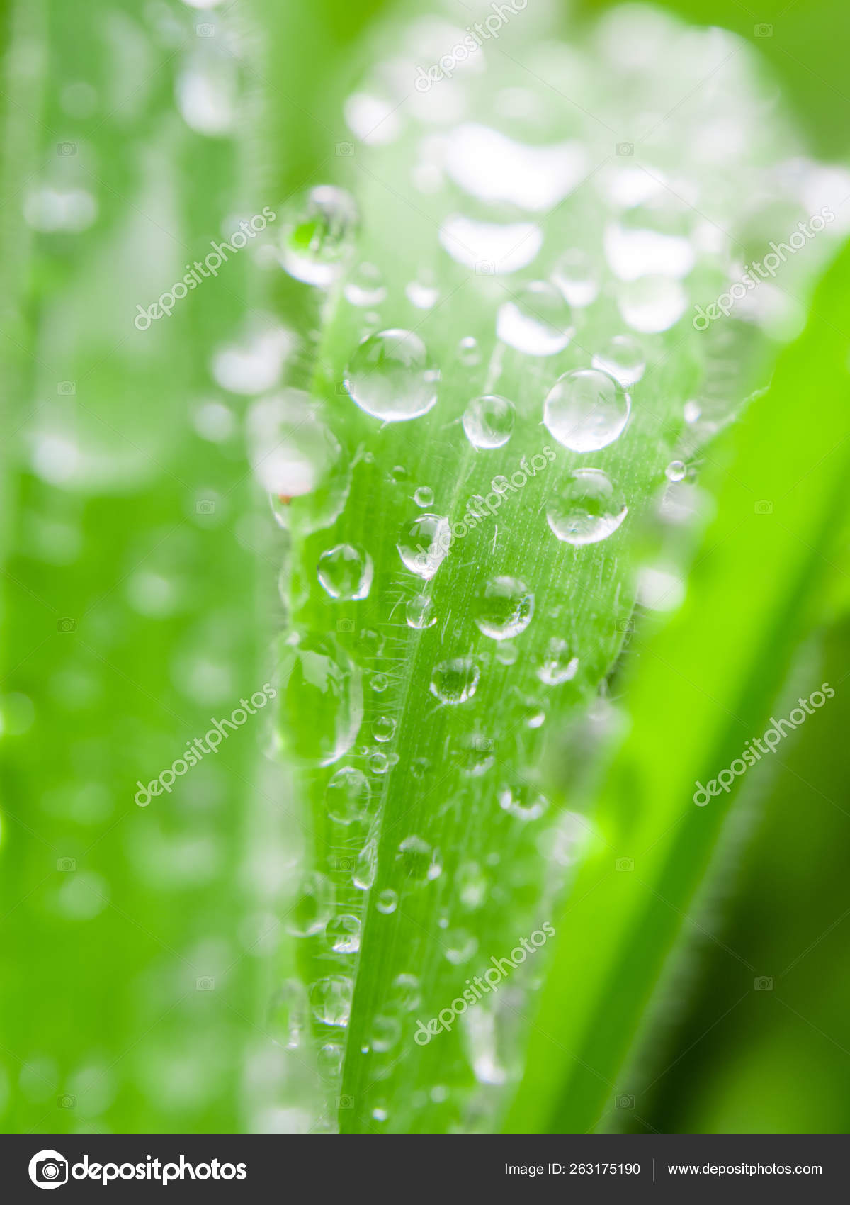 雨の後の草の刃の雨滴 選択的な焦点 ストック写真 C Magdalena Paluchowska