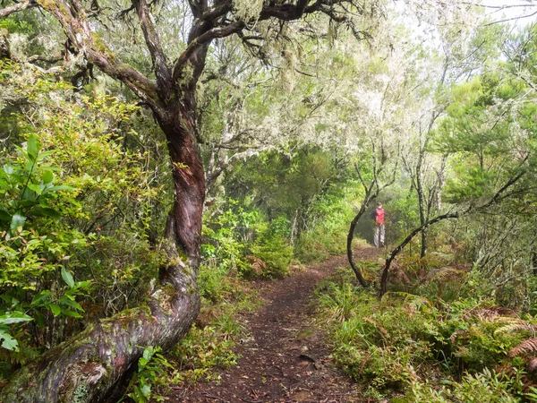 Young Man Walking Path Forest Madeira Island Portugal — Stock Photo, Image