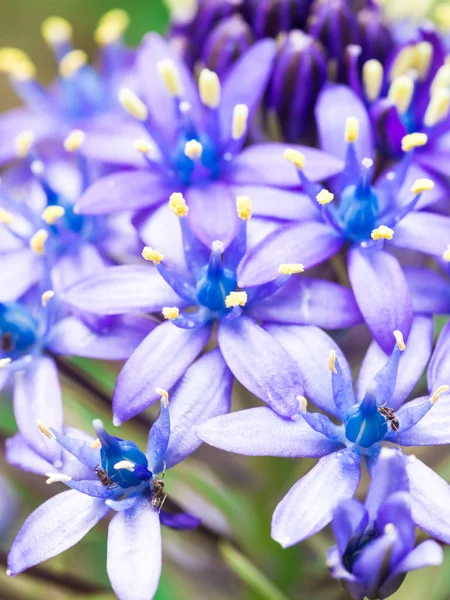 Zbliżenie Dzikich Niebieskich Kwiatów Rosnących Łące — Zdjęcie stockowe