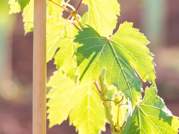 Grapevine Setubal Vinregion Portugal — Stockfoto