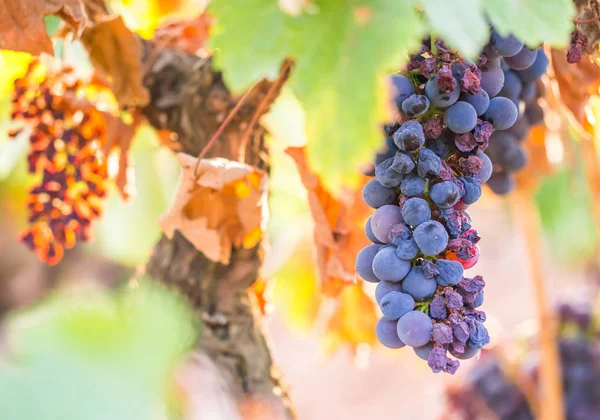 Racimos Uvas Tintas Que Crecen Región Vinícola Setúbal Portugal — Foto de Stock