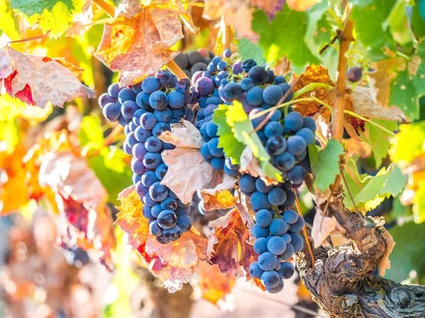 Racimos Uvas Tintas Que Crecen Región Vinícola Setúbal Portugal — Foto de Stock