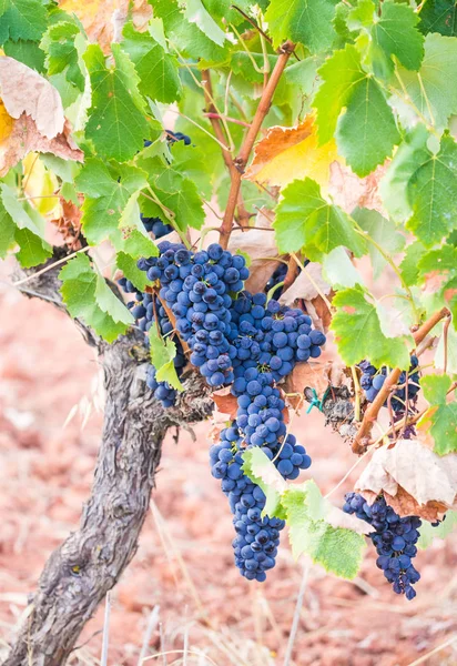 Racimos Uvas Tintas Que Crecen Región Vinícola Setúbal Portugal —  Fotos de Stock