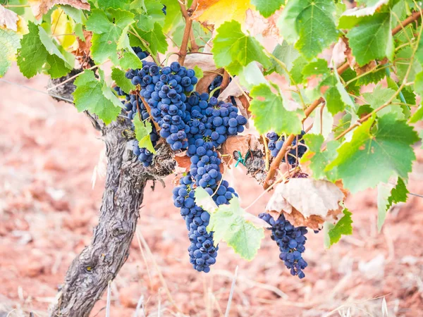 Trossen Rode Druiventeelt Wijnstreek Setubal Portugal — Stockfoto
