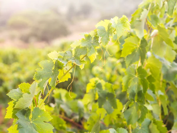 Vid Región Vinícola Setúbal Portugal — Foto de Stock