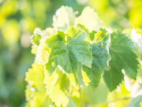 Grapevine Regionie Winiarskim Setubal Portugalii Zdjęcia Stockowe bez tantiem