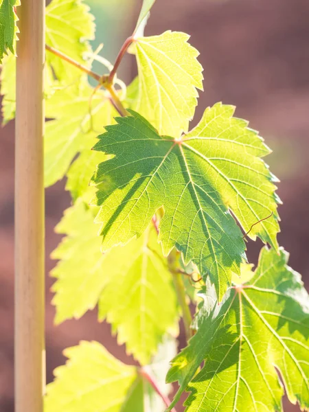 Grapevine Regionie Winiarskim Setubal Portugalii Zdjęcie Stockowe