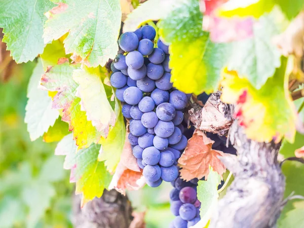 Trauben Roter Trauben Die Der Weinregion Setubal Portugal Wachsen lizenzfreie Stockfotos