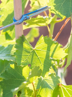 Portekiz Setubal şarap bölgesinde Grapevine