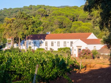 Setubal, Portekiz 25 Ağustos 2018: Winery Quinta de Alcube, Setubal region, Portekiz