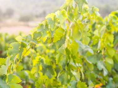 Portekiz Setubal şarap bölgesinde Grapevine