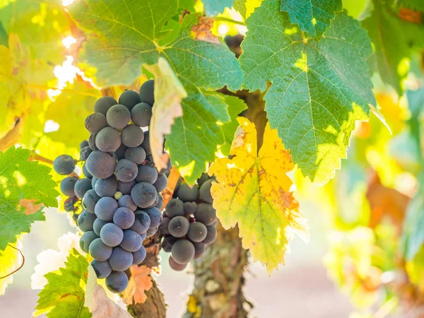 Bunches Red Grapes Growing Setubal Wine Region Portugal — Stock Photo, Image