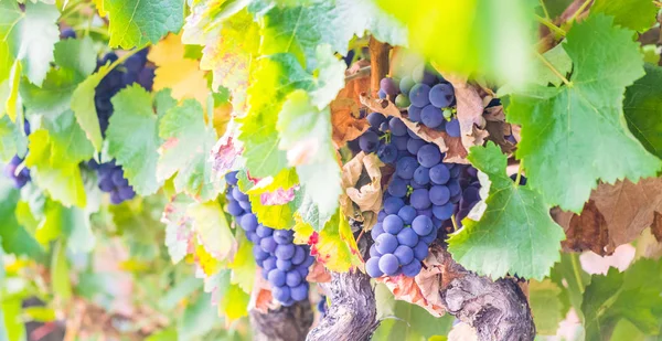 Racimos Uvas Tintas Que Crecen Región Vinícola Setúbal Portugal — Foto de Stock