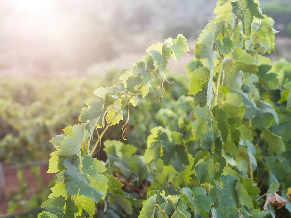 Grapevine Setubal Vinregion Portugal — Stockfoto