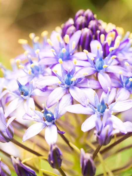 Närbild Vilda Blå Blommor Som Växer Ängen Portugal Royaltyfria Stockbilder