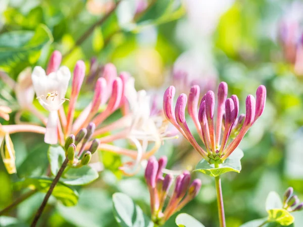 Wilde Bloemen Groeien Lissabon Portugal Rechtenvrije Stockafbeeldingen