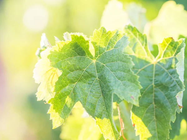 Grapevine Setubal Vinregion Portugal Stockbild