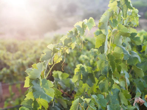 Grapevine Setubal Wijnregio Portugal Stockafbeelding